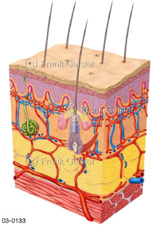 Hautschichten mit Blutgefäße und Haar