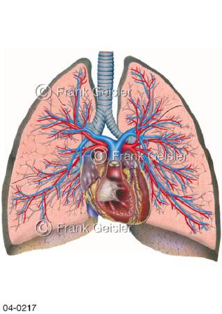 Frontalschnitt durch Organe der Brust, Trachea Herz Lungen