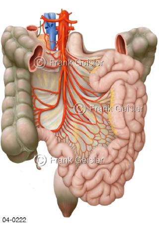 Organe Mesenterium Gekroese Darmgekröse