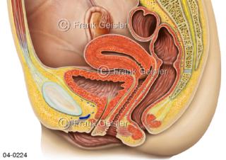 Organe im Becken Beckenorgane Geschlechtsorgane der Frau