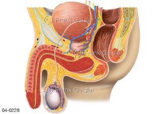 Organe Beckenorgane und Geschlechtsorgane Mann