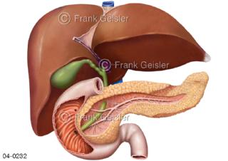 Leber mit  Gallenblase, Zwölffingerdarm und Bauchspeicheldrüse