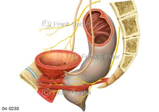 Organe im Becken, Harnblase Dickdarm Enddarm Muskeln und Nerven