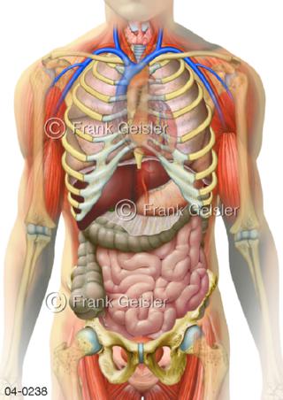 Organe Rumpf, Thorax und Abdomen