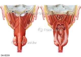 Organe Hals mit Pharynx, Anatomie Rachen mit Rachenraum