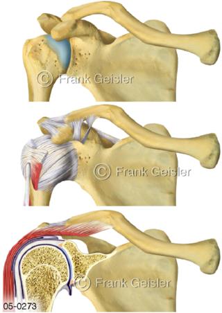 Skelett, Schultergelenk mit Schlüsselbein