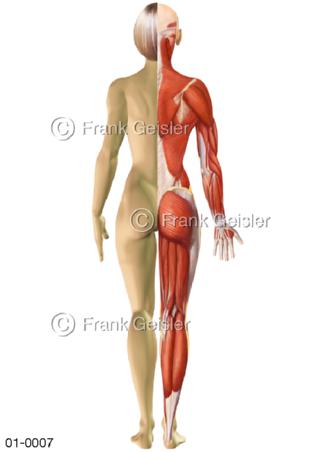 Anatomie Haut und Muskeln der Frau von dorsal