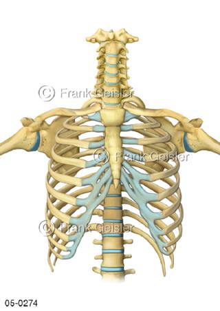 Anatomie Schultergelenke Brustkorb Rippen