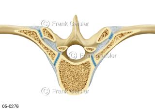 Schnitt durch Wirbel, Rippenwirbelgelenke der Wirbelsäule mit Rippen