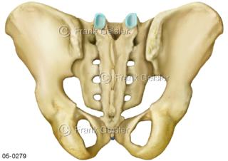 Skelett, Beckenknochen Becken Os-sacrum mit Kreuzbein von dorsal