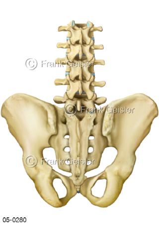 Becken Kreuzbein Lendenwirbelsäule dorsal