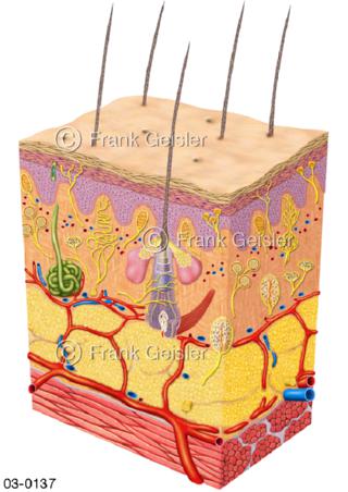 Haut mit Hautrezeptoren Rezeptoren und Nerven