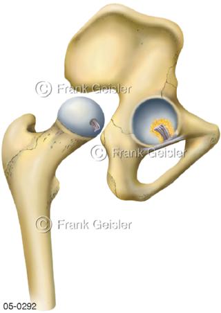 Becken mit Hüftgelenk, Oberschenkelknochen Femur