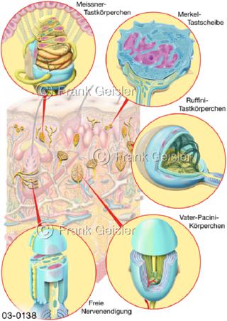 Sinnesorgan Haut mit Sinneszellen und Nerven