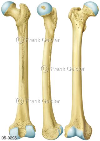 Oberschenkelknochen Femur, Ansichten Knochen Oberschenkel
