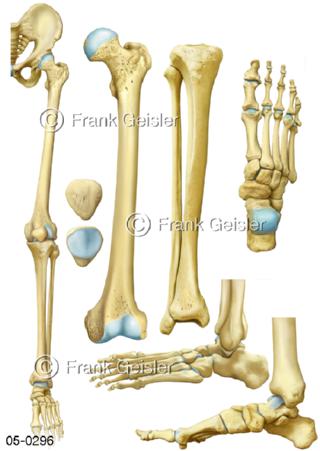 Extremitäten, Knochen Bein und Fuß