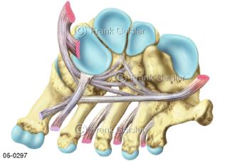 Skelett Fuß, Fußknochen mit Quergewölbe und Sehnen