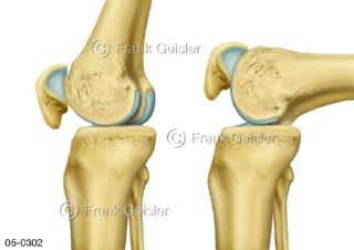 Bewegung Knie, Kniegelenk mit Knochen Oberschenkel Kniescheibe Unterschenkel