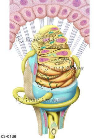 Meissner Körperchen, Mechanorezeptor der Haut