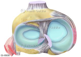Gelenk, Gelenkpfanne Kniegelenk mit Menisken und Kreuzband