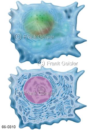 Histologie Knochenzelle Osteoblast