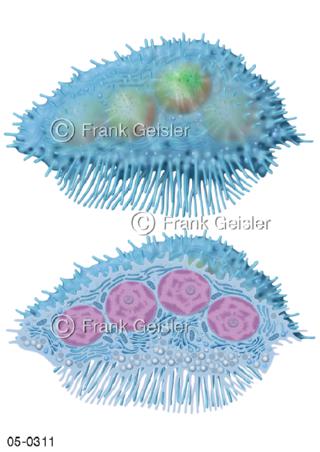 Histologie Knochenzelle  Osteoklast, Osteoclastocytus