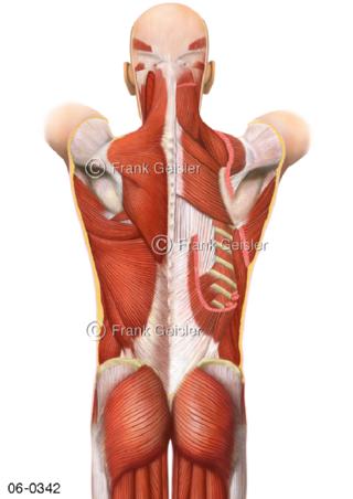 Muskulatur, oberflächliche mittlere Rückenmuskeln