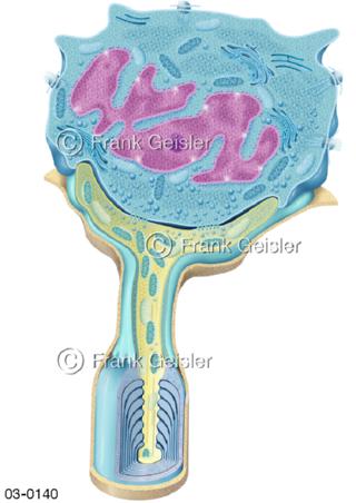 Merkel-Zelle, Rezeptor der Haut