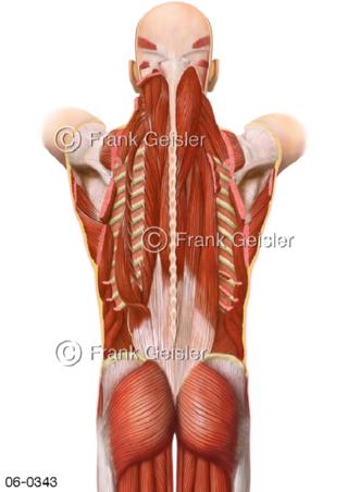 Muskulatur, tiefe Rückenmuskeln