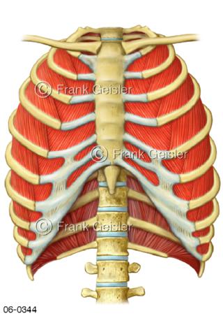 Brustkorb, Zwischenrippenmuskeln Interkostalmuskeln