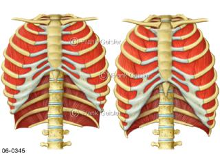 Brustkorb bei Einatmung Ausatmung, Zwischenrippenmuskeln Interkostalmuskeln