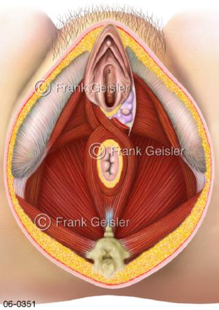 Muskulatur Beckenboden der Frau