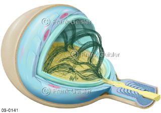 Krause-Endkolben oder Krause-Körperchen, ein Mechanorezeptor der Haut