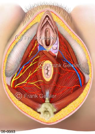 Muskeln Gefäße Beckenboden der Frau