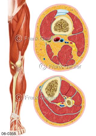 Muskulatur Bein, Schnitt Oberschenkel Unterschenkel