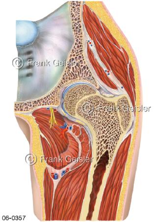 Muskulatur Hüftgelenk Hüftregion