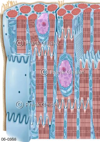 Herzmuskelzellen der Herzmuskulatur