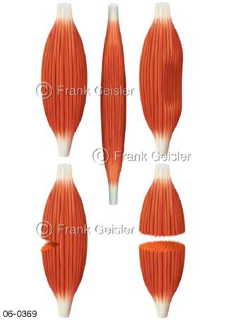 Muskelverletzungen Muskelzerrung Muskelprellung Muskelfaserriss Muskelriss