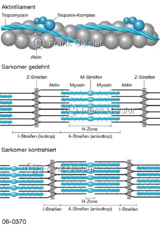 Physiologie Muskel, Kontraktion Muskelfasern
