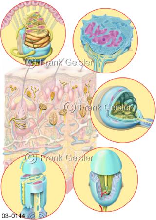 Haut mit Nerven und Sinneszellen