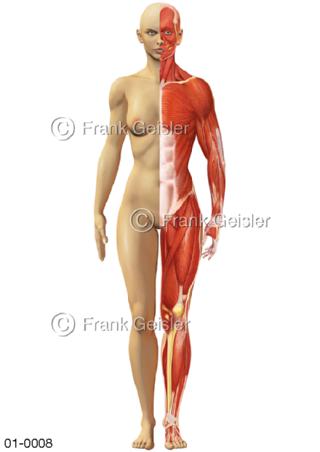 Anatomie Haut und Muskeln der Frau von ventral