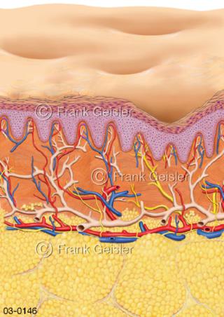 Haut, Zellulite der Oberhaut