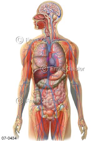 Blutkreislauf, Gefäße Organe Körper Mensch