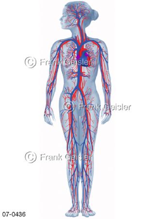 Blutkreislauf Körperkreislauf, Gefäße der Frau