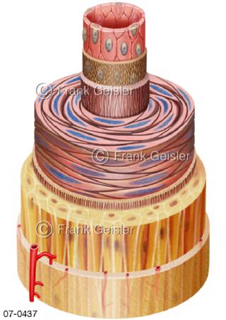 Blutgefäß, Aufbau einer Arterie