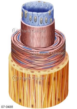 Histologie Blutgefäß, Aufbau einer Vene