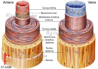 Histologie Blutgefäße, Aufbau einer Arterie und einer Vene