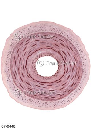 Histologie Gefäßwand einer Arterie