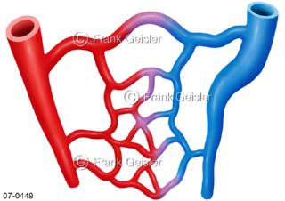 Schema Blutgefäße, Arterien und Venen mit Blutkapillare