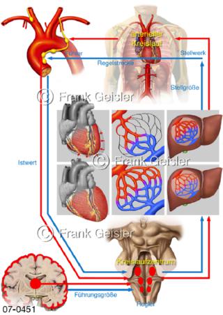 Physiologie Kreislaufregulation Blutdruck, Blutdruckregulation